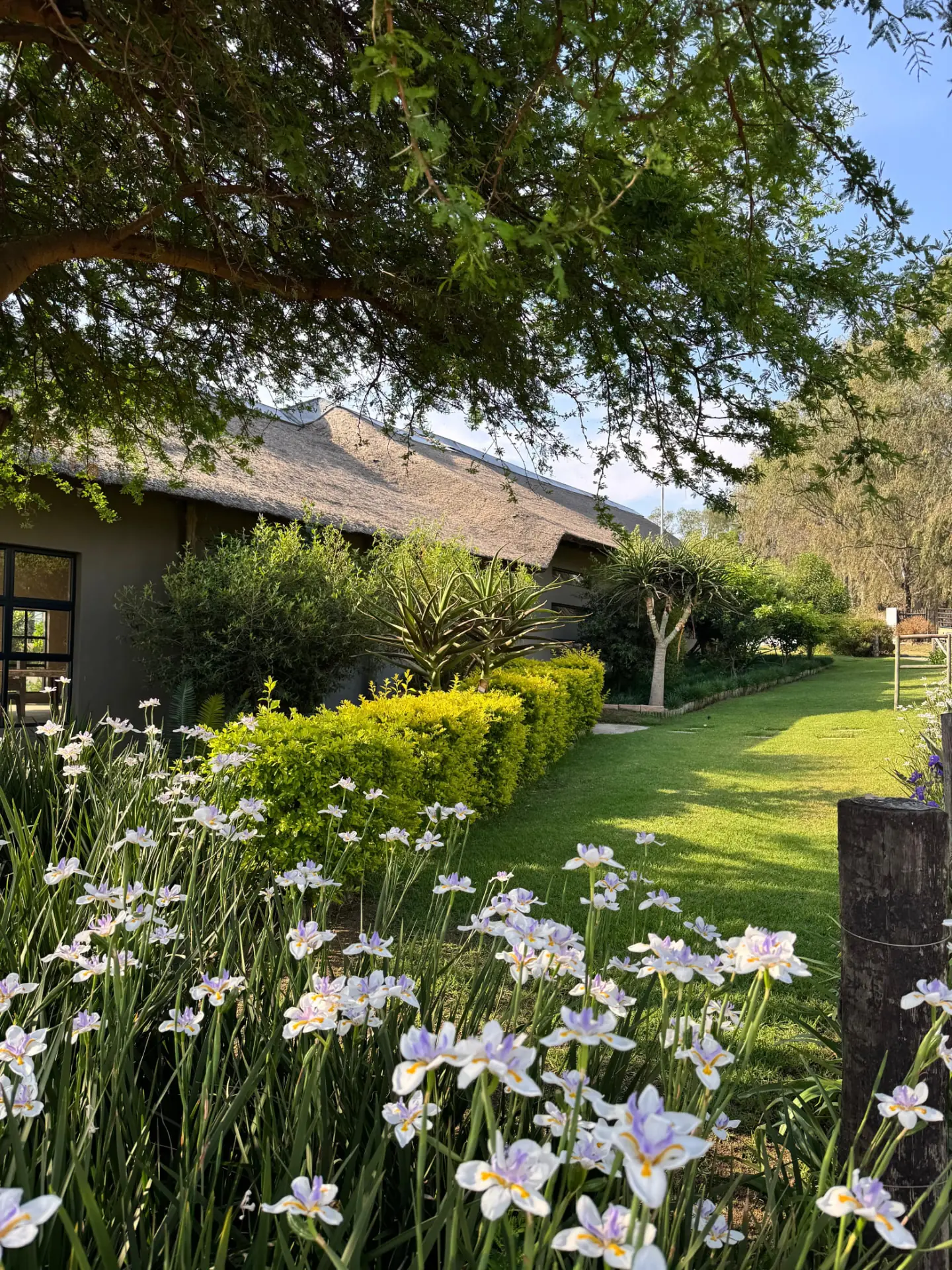 White irises framed by trees with the Gabareja Royal Gardens lodge beyond